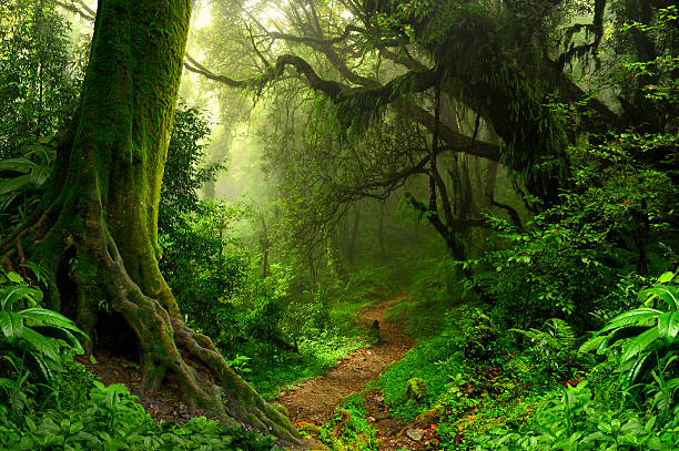Old-growth forest